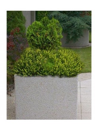 Вазон бетонный для цветов и деревьев Таллин.